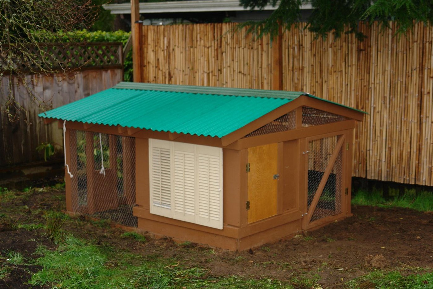 Backyard Chickens: The Basics