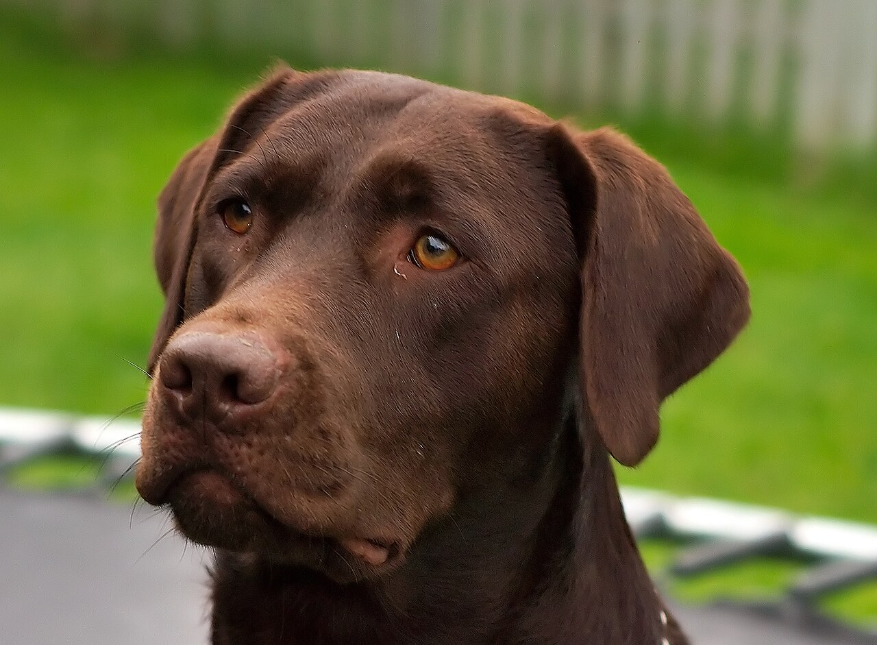 My Dog Ate Chocolate: What to Do Now