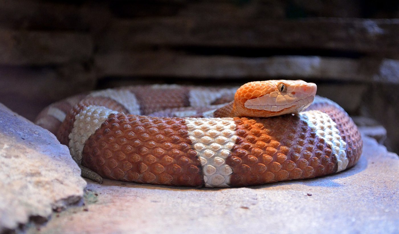 Venomous Snakes of Arkansas and the Ozarks: How to Tell, What to Do